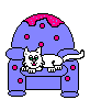 cat on chair